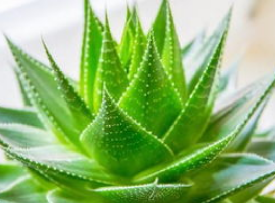 芦荟进口规范申报流程步骤