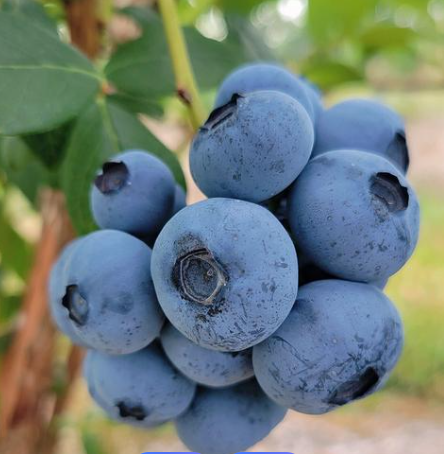 海关总署关于进口津巴布韦鲜食蓝莓植物检疫要求的公告政策解读