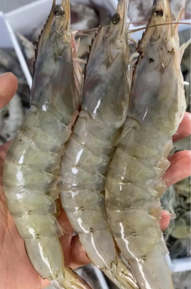 政策解读 | 海关总署关于进口厄瓜多尔野生水产品检验和卫生要求的公告