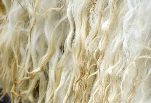 政策解读 | 关于进口葡萄牙原羊毛检疫和卫生要求