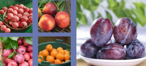 政策解读 | 海关总署关于进口南非鲜食核果植物检疫要求的公告